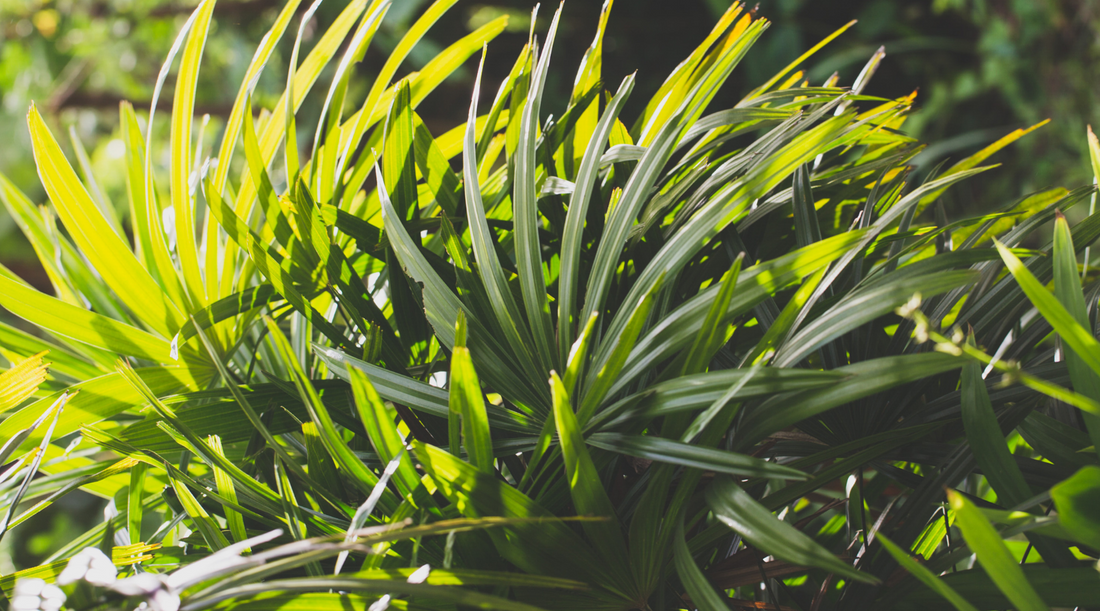 Our 10 minute stress-reducing meditation for better skin & health.